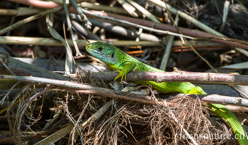 Lézard vert 6440.jpg - Lézard vert femelle, en période nuptiale (Lacerta bilineata). Genève, Suisse, 5 mai 2014